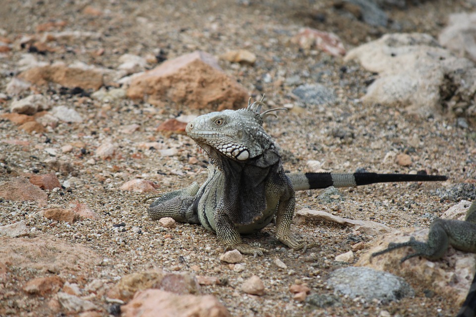 Iguana lizard resting between rocks on a beach