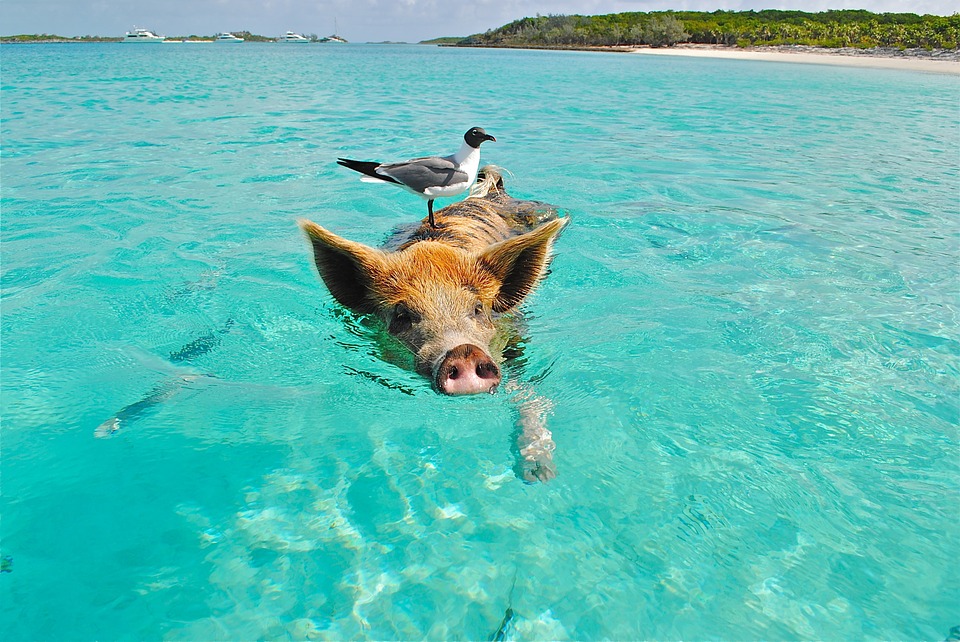 Bird sitting on top of a pig which is swimming in the turquoise water with Bahamanian islands in the distance