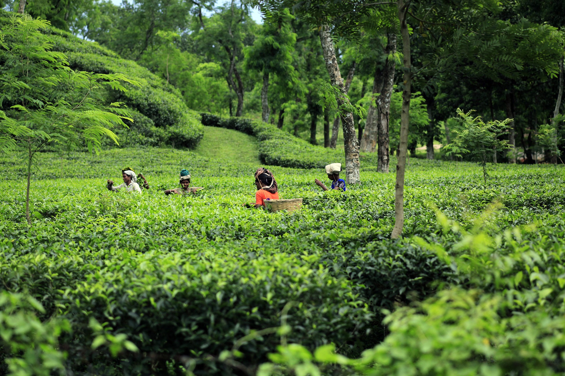 Farmers working in a field of tea plants